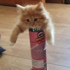 funny cat stuck in a pringles jar picture